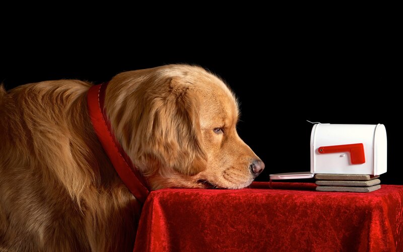 Golden Retriever Dog — Red, Dramatic