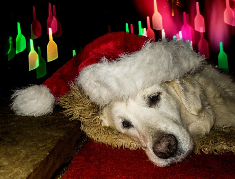 Golden Retriever Dog — Red, Festive, Night