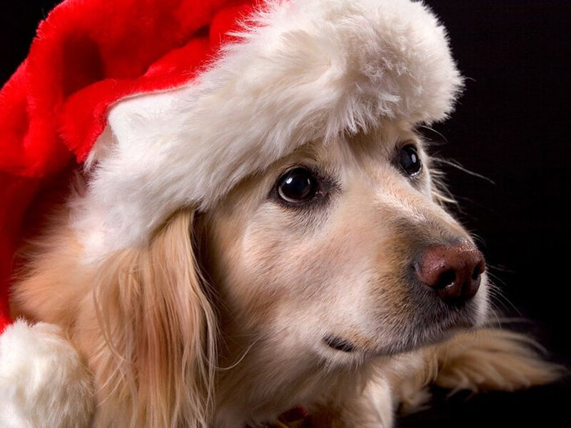 Golden Retriever Dog — Red, Festive, Photograph