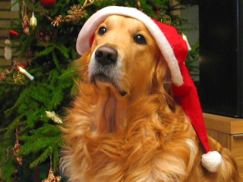 Golden Retriever Dog — Red, Festive