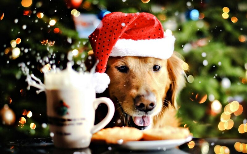 Golden Retriever Dog — Red, Festive, Winter, Photograph