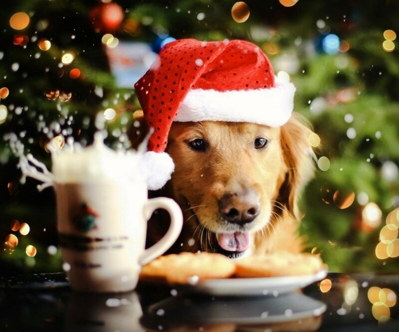 Golden Retriever Dog — Red, Festive, Winter