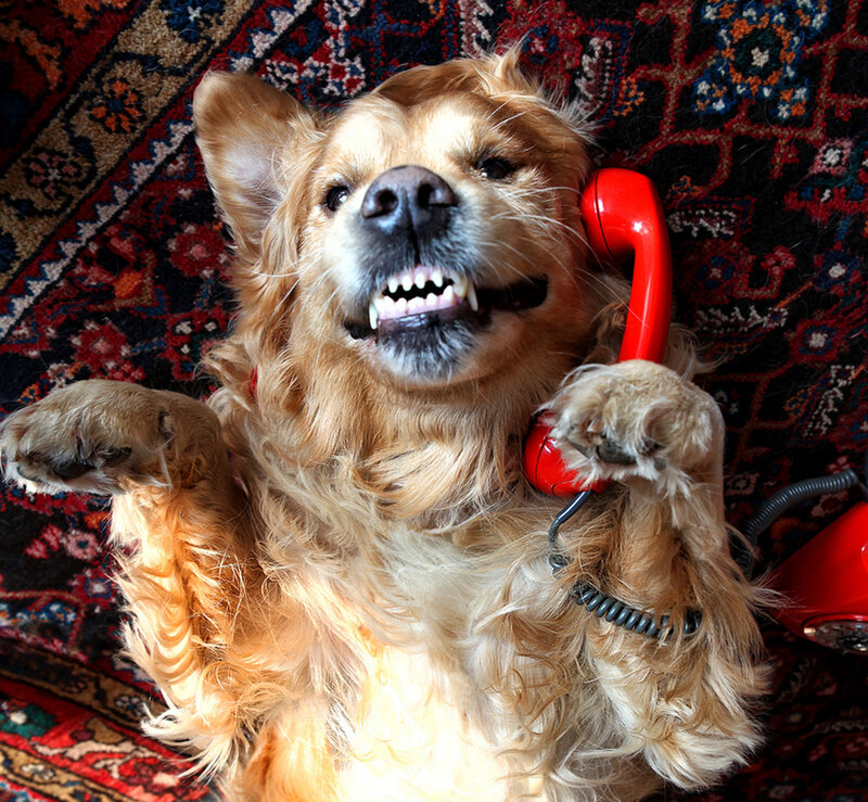Golden Retriever Dog — Red, Playful