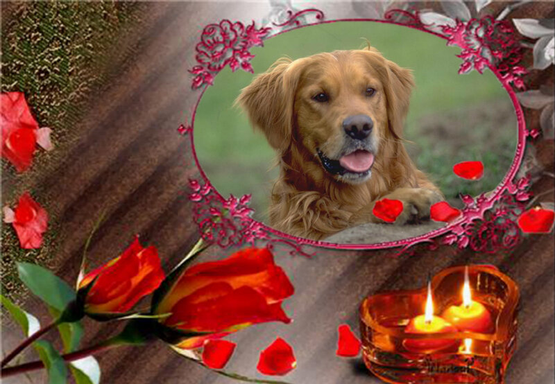Golden Retriever Dog — Red, Romantic