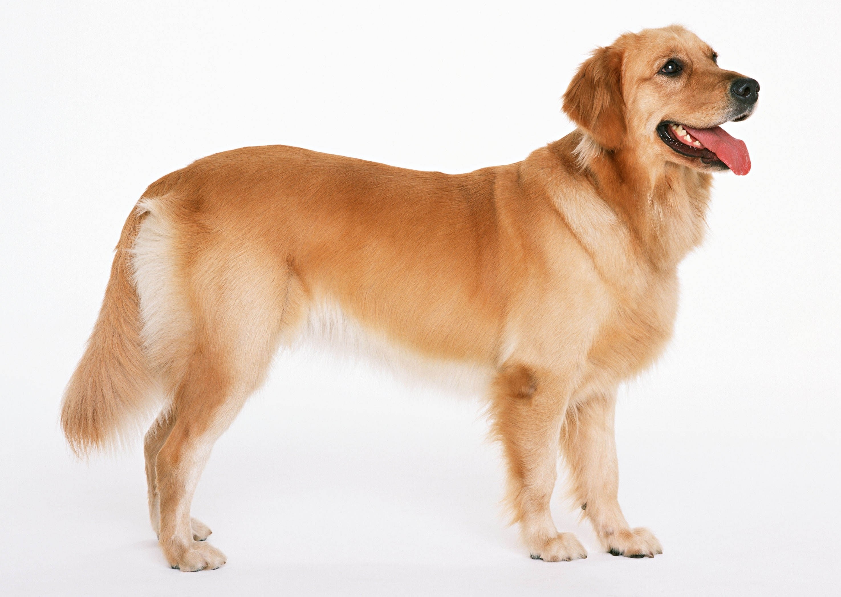 golden retriever dog standing