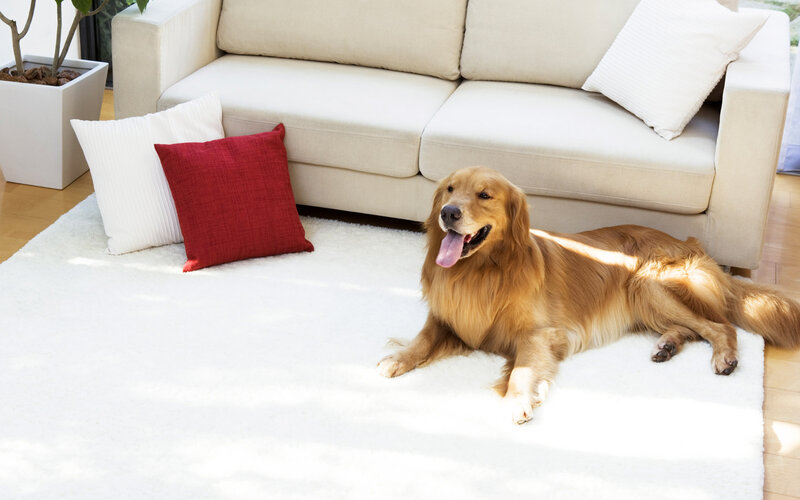 Golden Retriever Dog — White, Calm, Afternoon, Photograph