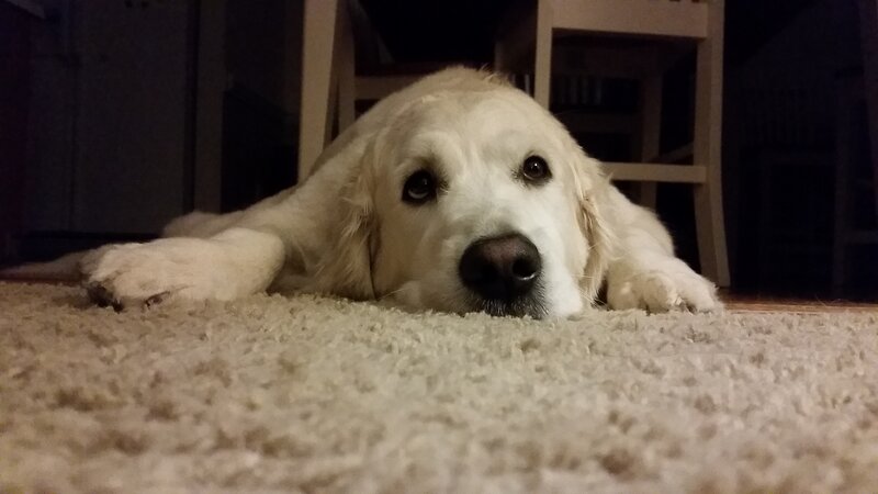 Golden Retriever Dog — White, Calm, Night