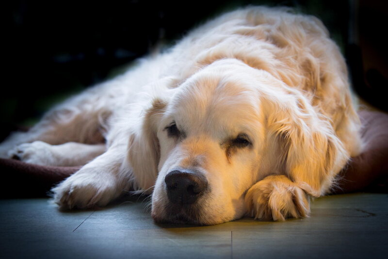Golden Retriever Dog — White, Calm, Photograph, Floor