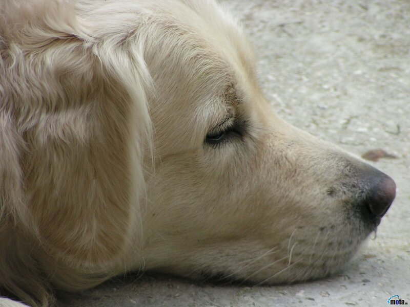 Golden Retriever Dog — White, Calm, Photograph, Ground