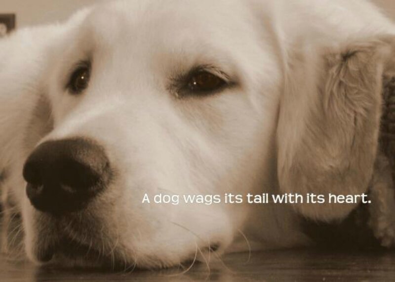 Golden Retriever Dog — White, Calm, Photograph, Text