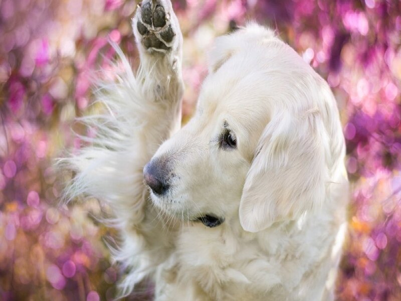 Golden Retriever Dog — White, Calm, Spring
