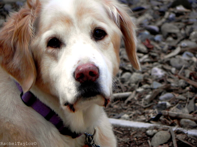 Golden Retriever Dog — White, Calm