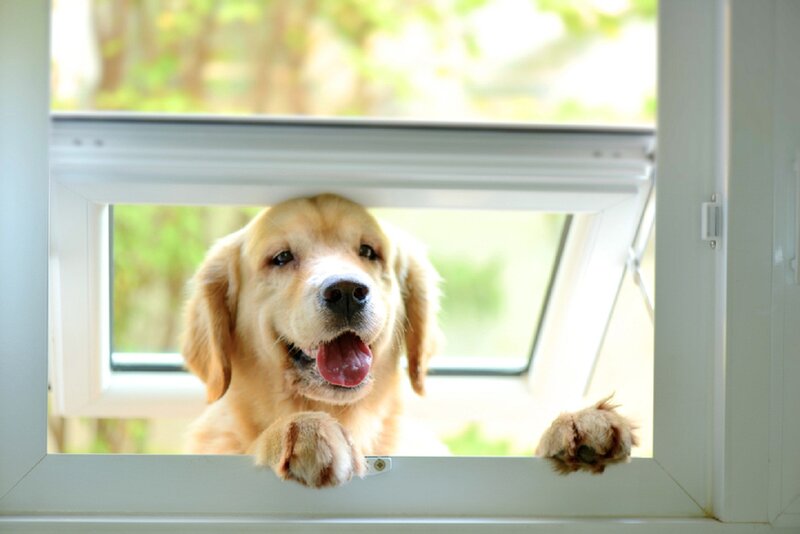 Golden Retriever Dog — White, Curious