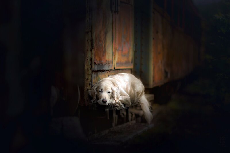 Golden Retriever Dog — White, Dramatic, Night