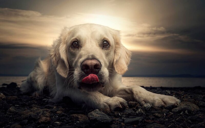 Golden Retriever Dog — White, Dramatic, Sunset