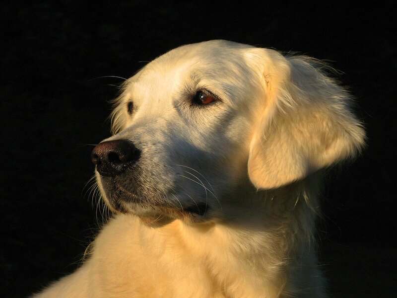 Golden Retriever Dog — White, Dramatic