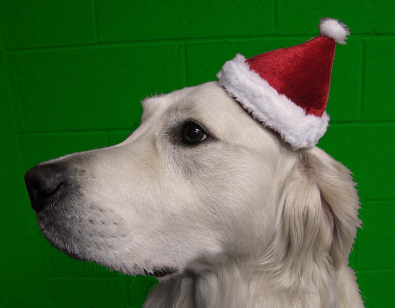 Golden Retriever Dog — White, Festive