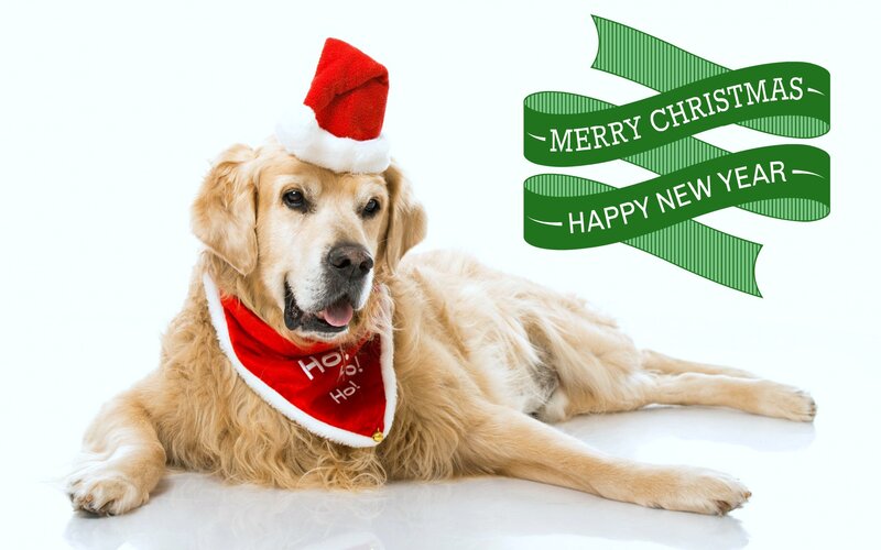 Golden Retriever Dog — White, Festive, Winter