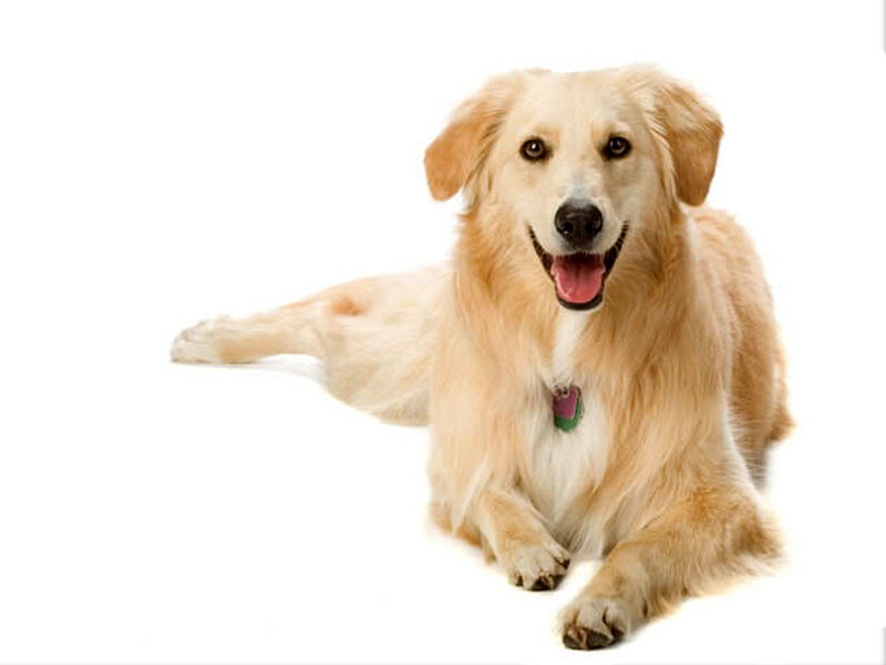 Golden Retriever Dog — White, Happy