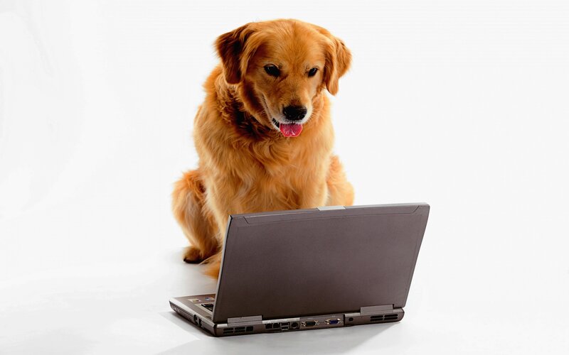 Golden Retriever Dog — White, Neutral