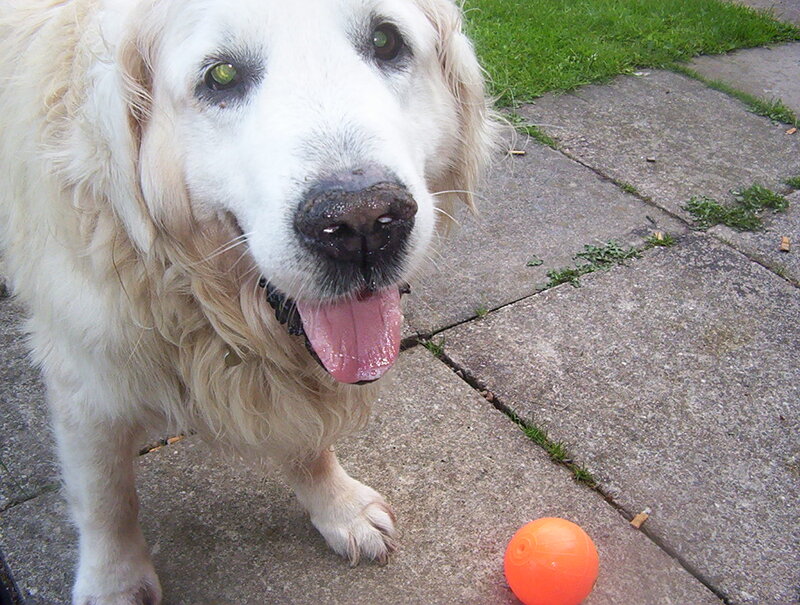 Golden Retriever Dog — White, Playful