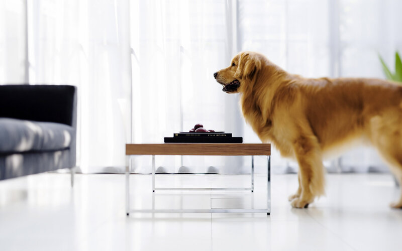Golden Retriever Dog — White, Serene