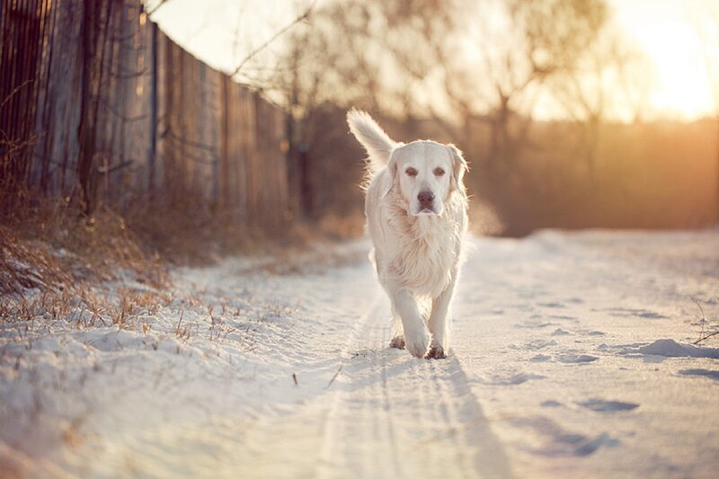 Golden Retriever Dog — White, Serene, Winter