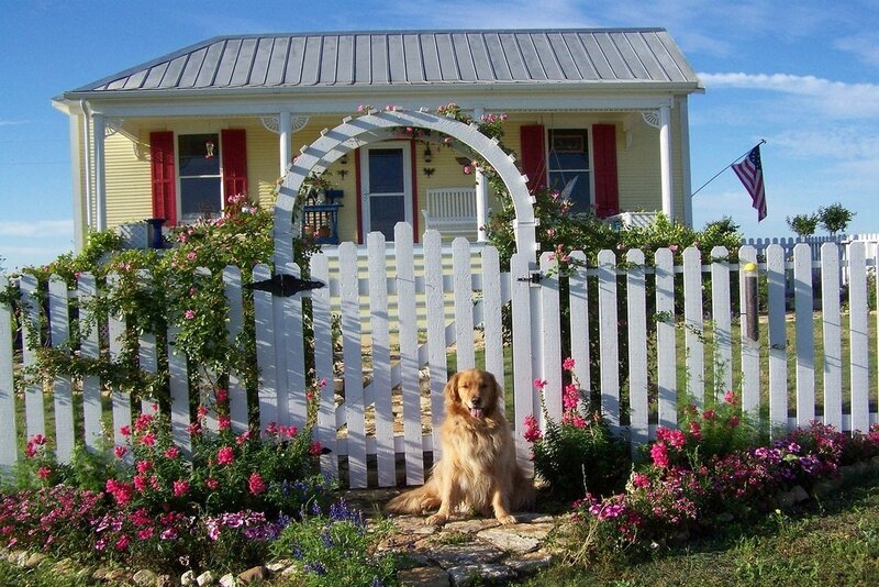 Golden Retriever Dog — White