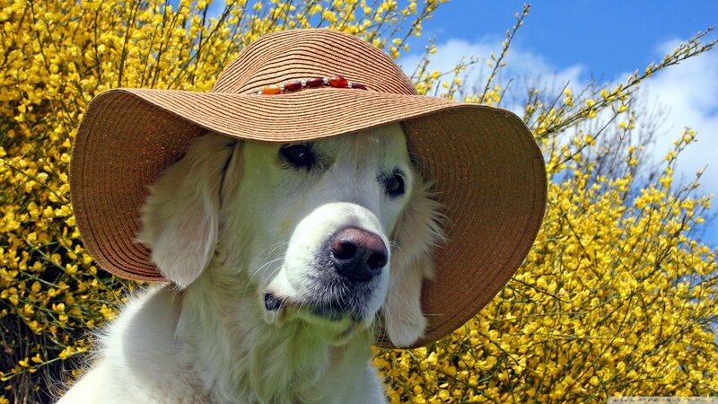 Golden Retriever Dog — Yellow, Bright, Spring