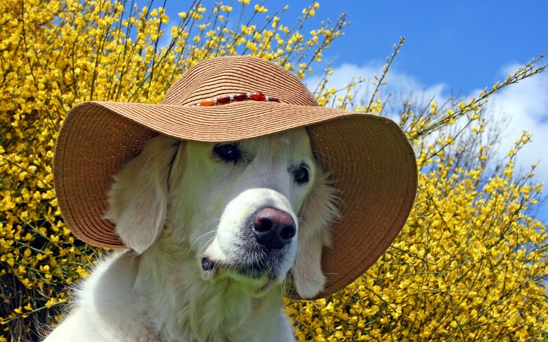 Golden Retriever Dog — Yellow, Bright