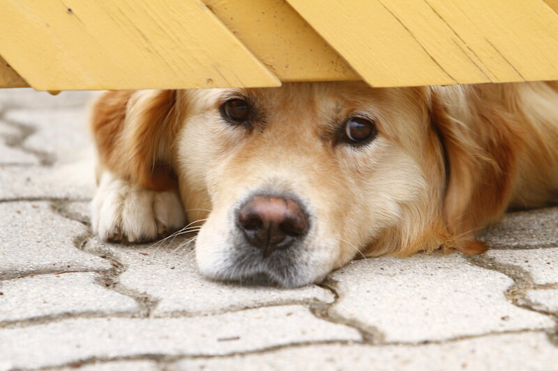 Golden Retriever Dog — Yellow, Calm
