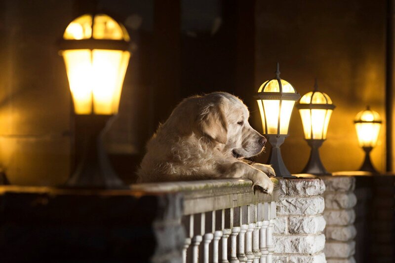 Golden Retriever Dog — Yellow, Dramatic, Night