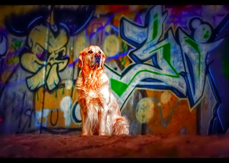 Golden Retriever Dog — Yellow, Dramatic