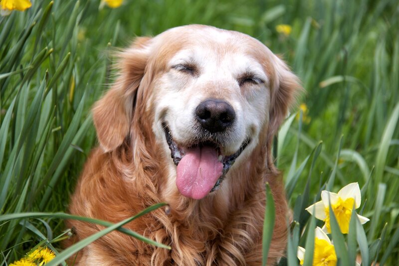 Golden Retriever Dog — Yellow, Peaceful
