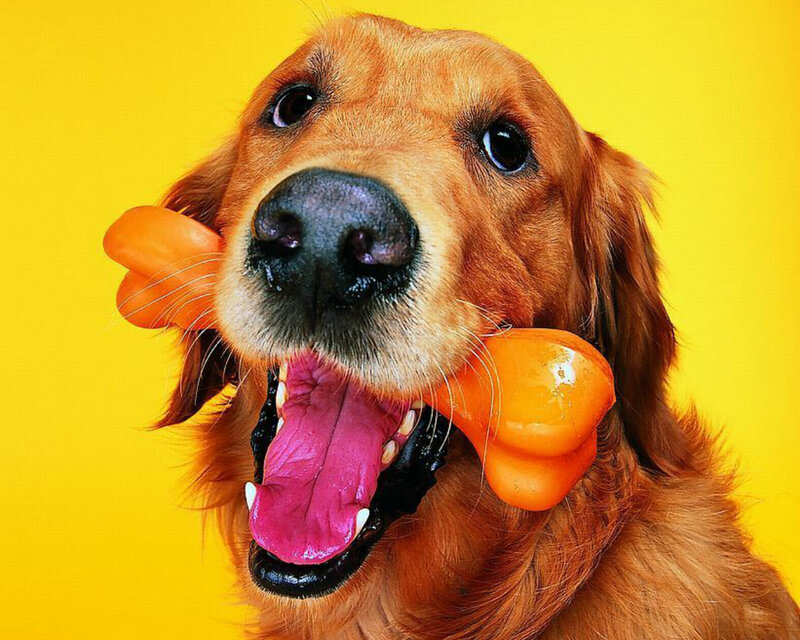 Golden Retriever Dog — Yellow, Playful, Photograph