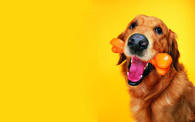 Golden Retriever Dog — Yellow, Playful, Photograph, Toy Bone