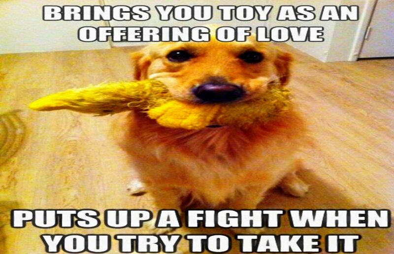 Golden Retriever Dog — Yellow, Playful