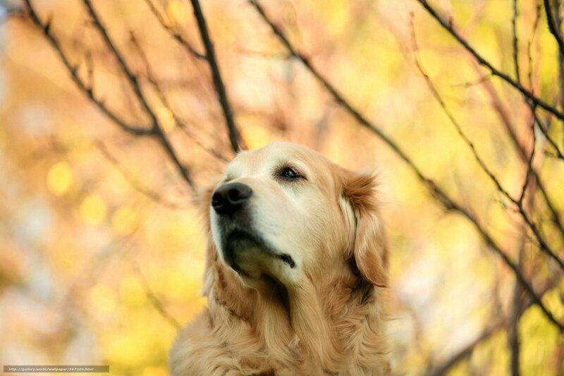 Golden Retriever Dog — Yellow, Serene, Autumn, Photograph, Tree Branches