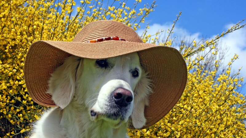 Golden Retriever Dog — Yellow, Serene, Spring
