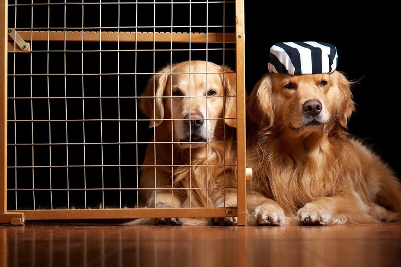 Golden Retriever Dogs — Brown