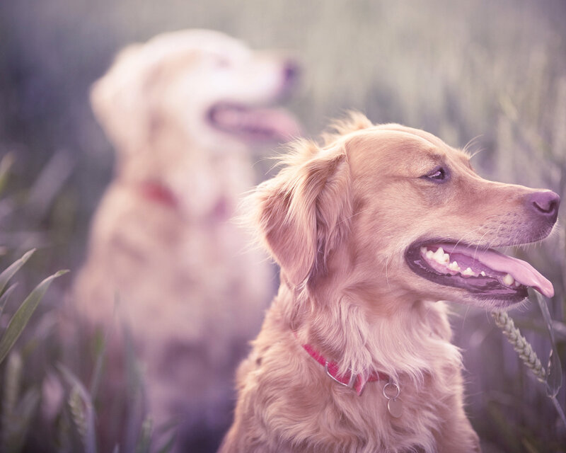 Golden Retriever Dogs