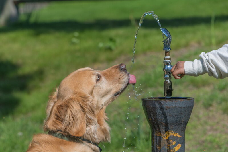 Golden Retriever Drinking — Green
