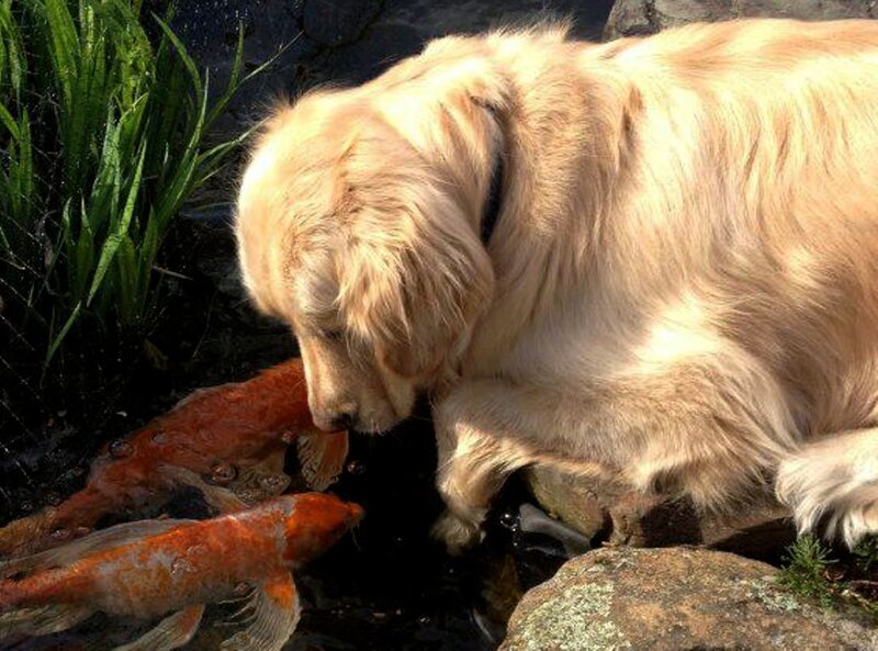 Golden Retriever Drinking