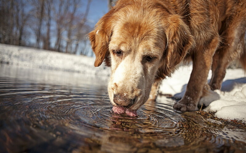 Golden Retriever Drinking Water — Brown