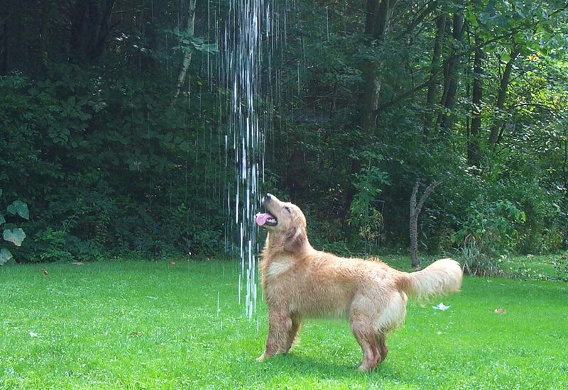 Golden Retriever Drinking Water — Green