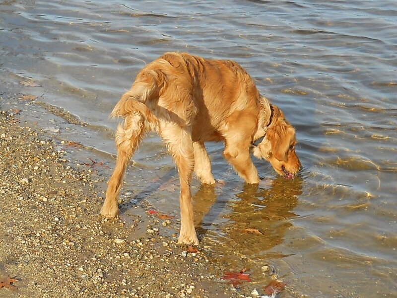 Golden Retriever Drinking Water