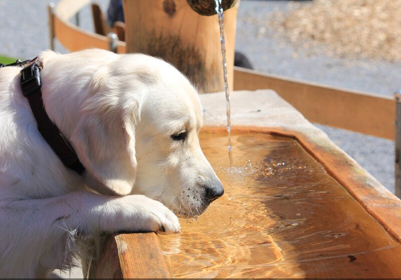 Golden Retriever Drinking Water — White