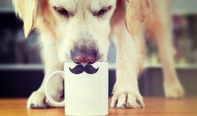 Golden Retriever Drinking — White