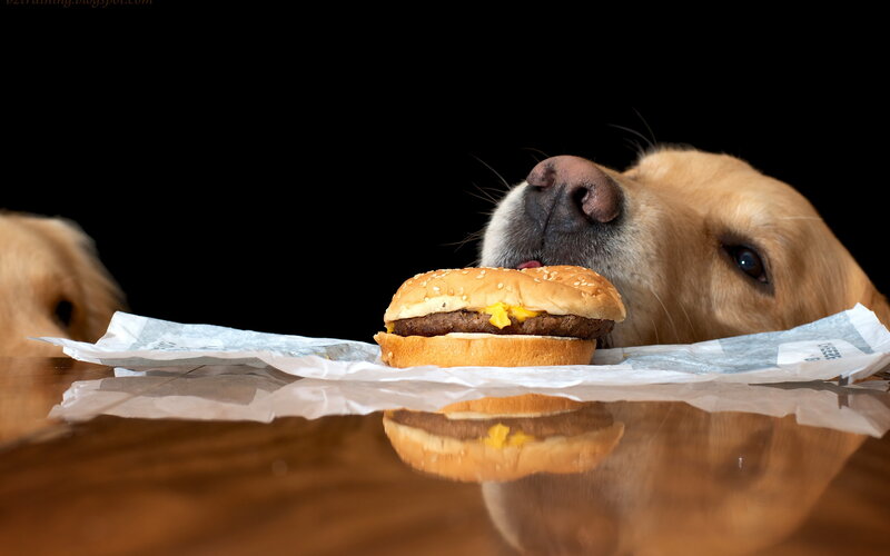 Golden Retriever Eating Burger