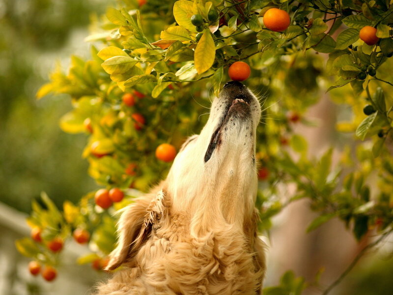 Golden Retriever Eating Fruit